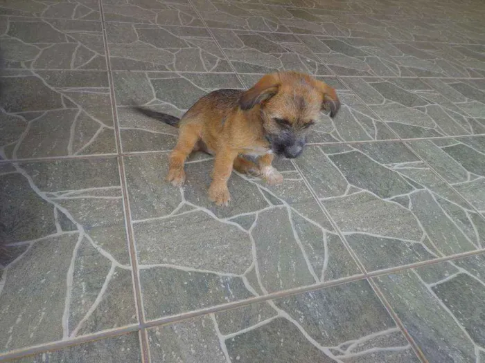 Cachorro ra a Indefinida idade 2 a 6 meses nome Melly
