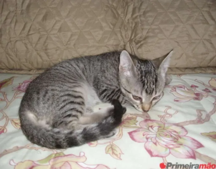 Gato ra a Não sei idade 7 a 11 meses nome Cascão