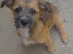 Cachorro raça Indefinida idade 2 a 6 meses nome Melly