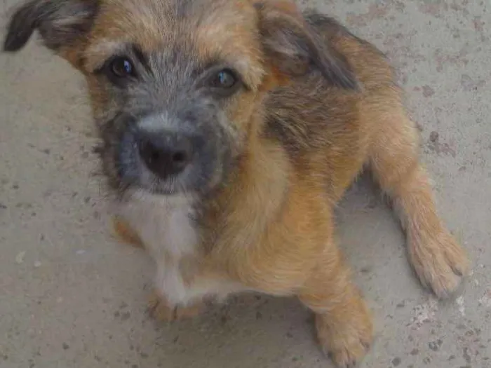 Cachorro ra a Indefinida idade 2 a 6 meses nome Melly