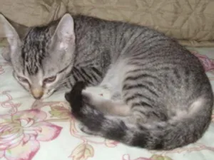 Gato raça Não sei idade 7 a 11 meses nome Cascão