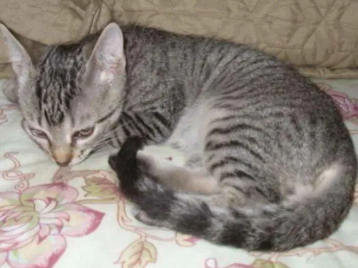 Gato ra a Não sei idade 7 a 11 meses nome Cascão