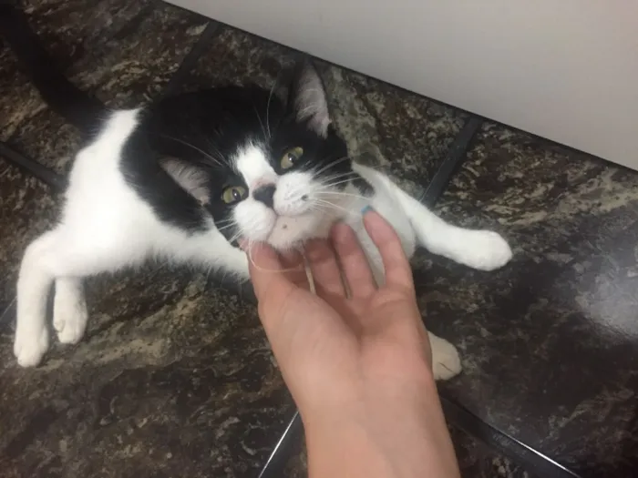 Gato raça Vira lata idade 2 anos nome Regina George