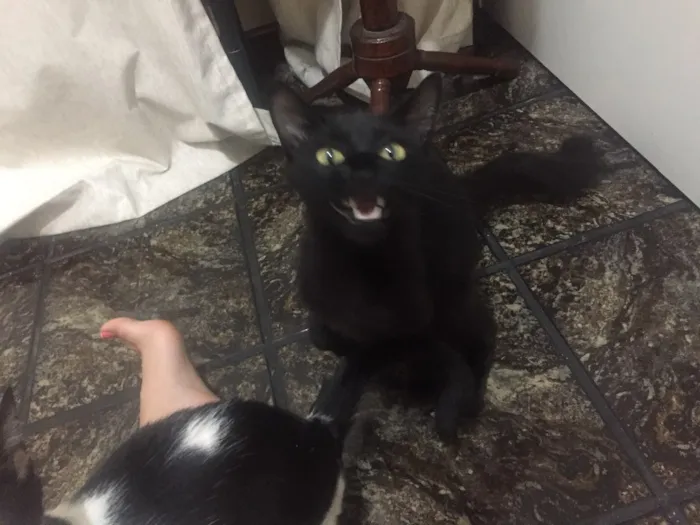 Gato raça Vira lata idade 2 anos nome Regina George