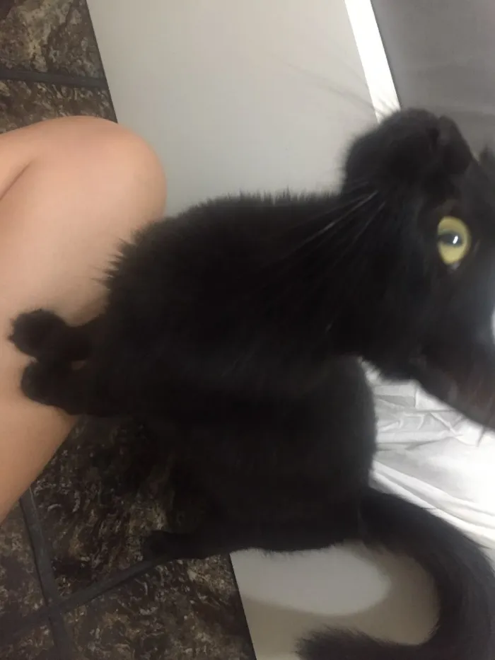 Gato raça Vira lata idade 2 anos nome Regina George