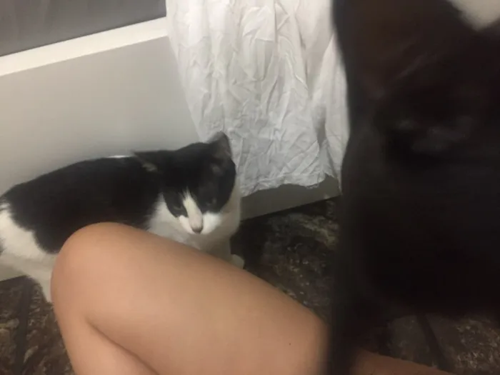 Gato raça Vira lata idade 2 anos nome Regina George