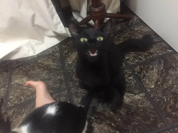 Gato raça Vira lata idade 2 anos nome Regina George