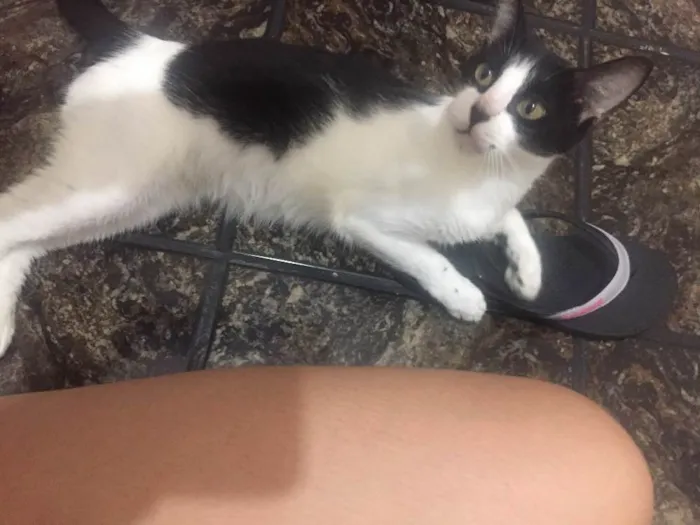 Gato raça Vira lata idade 2 anos nome Regina George