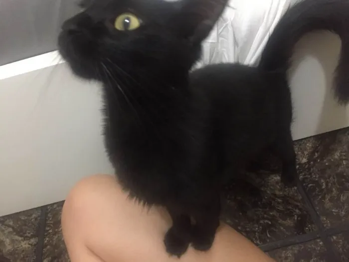 Gato raça Vira lata idade 2 anos nome Regina George