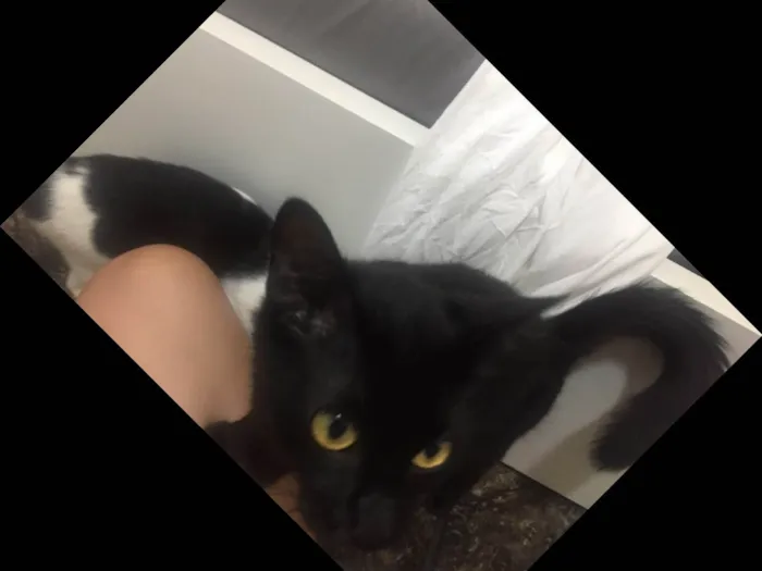 Gato raça Vira lata idade 2 anos nome Regina George