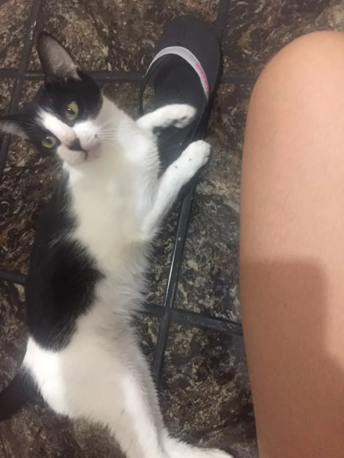 Gato raça Vira lata idade 1 ano nome Antonella George