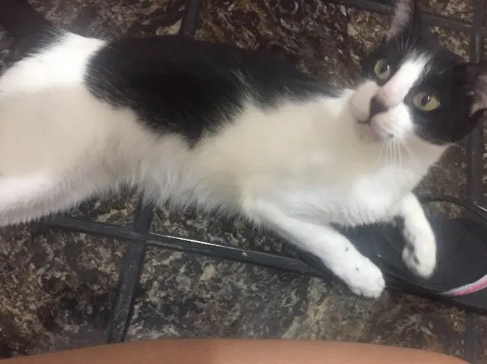 Gato raça Vira lata idade 1 ano nome Antonella George