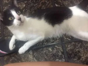 Gato raça Vira lata idade 1 ano nome Antonella George
