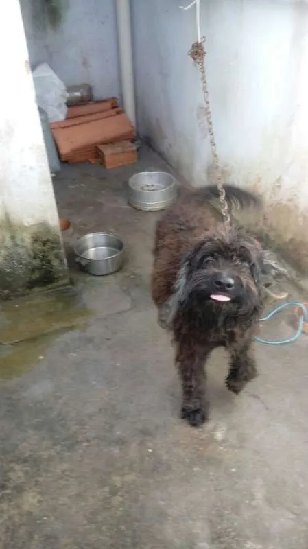 Cachorro raça Poodle idade 7 a 11 meses nome Bill