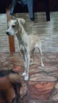 Cachorro raça Não identificada idade 7 a 11 meses nome Elza