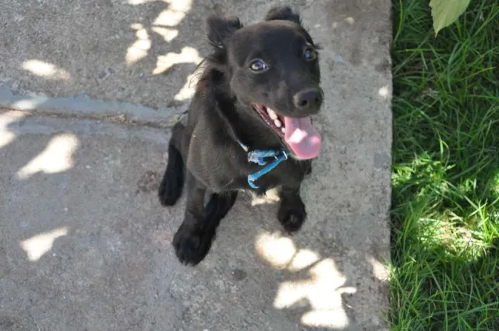 Cachorro ra a sem raça idade 7 a 11 meses nome Amora