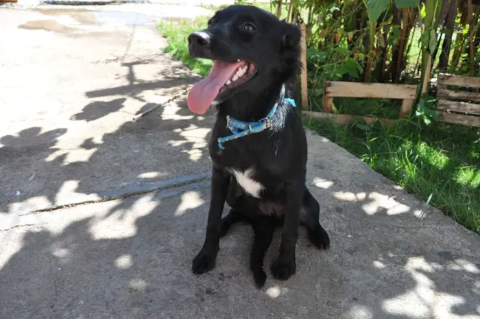 Cachorro ra a sem raça idade 7 a 11 meses nome Amora