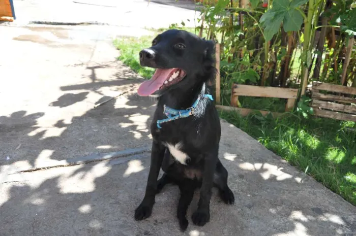 Cachorro ra a sem raça idade 7 a 11 meses nome Amora
