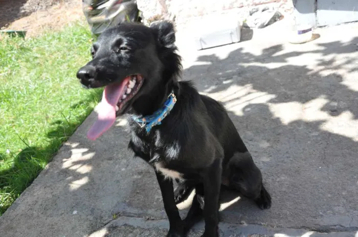 Cachorro ra a sem raça idade 7 a 11 meses nome Amora
