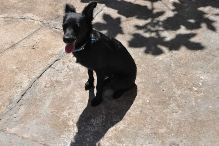 Cachorro ra a sem raça idade 7 a 11 meses nome Amora