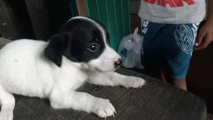 Cachorro ra a Vira lata idade 2 a 6 meses nome Sem nome