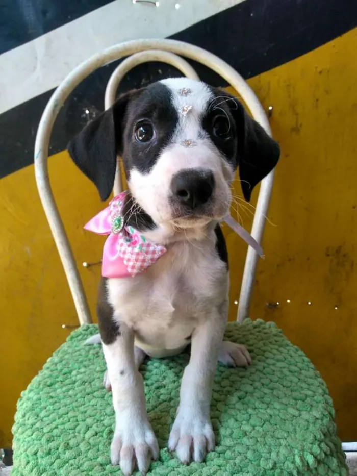 Cachorro ra a Srd idade 2 a 6 meses nome Lua 