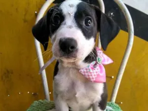 Cachorro raça Srd idade 2 a 6 meses nome Lua 