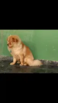 Bob