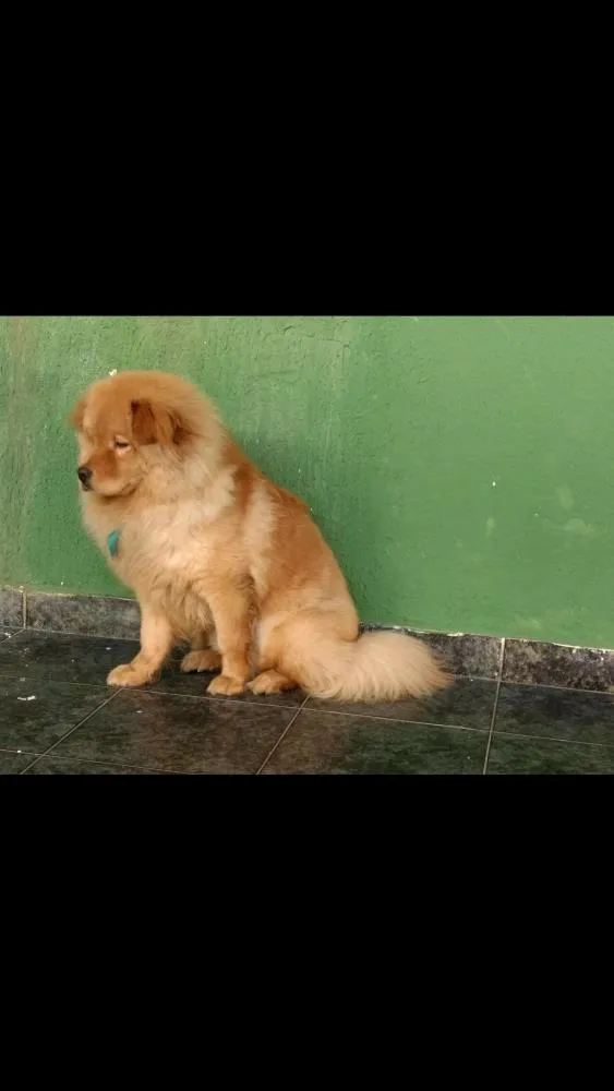 Cachorro ra a Chow chow com golden  idade 1 ano nome Bob