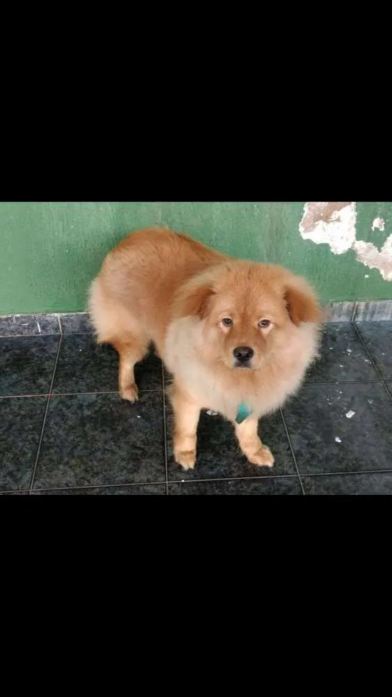 Cachorro ra a Chow chow com golden  idade 1 ano nome Bob