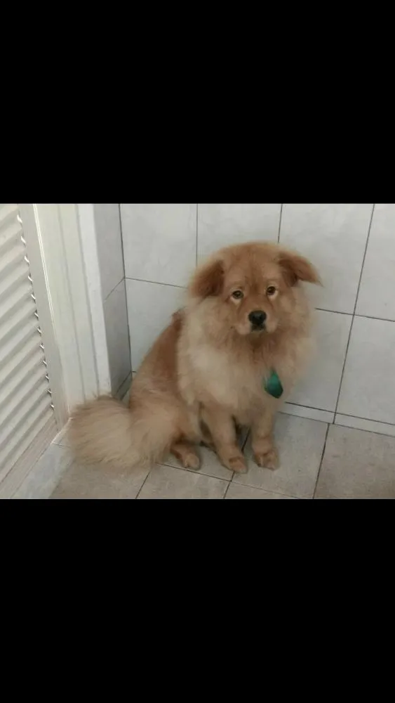 Cachorro ra a Chow chow com golden  idade 1 ano nome Bob