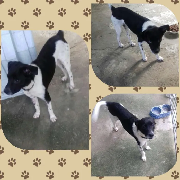 Cachorro raça SRD idade 7 a 11 meses nome Oliver