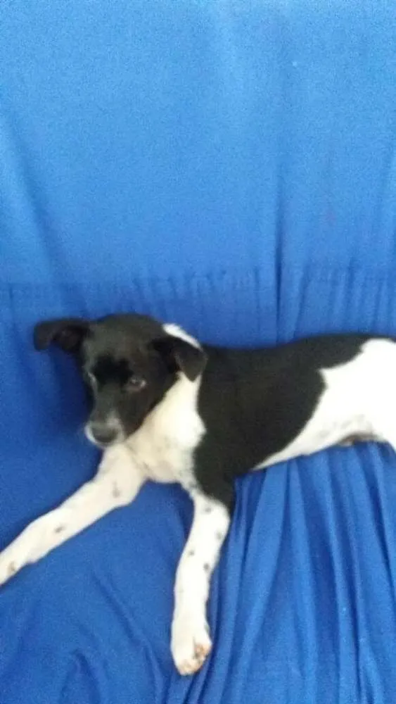 Cachorro raça SRD idade 7 a 11 meses nome Oliver