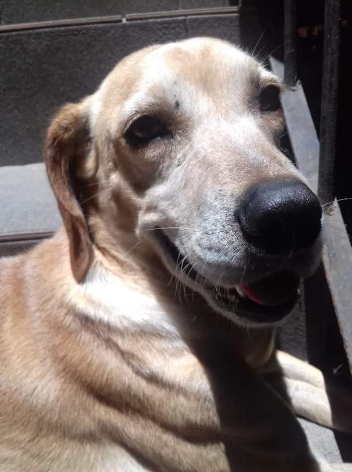 Cachorro ra a Cruza com Labrador idade 5 anos nome Bob
