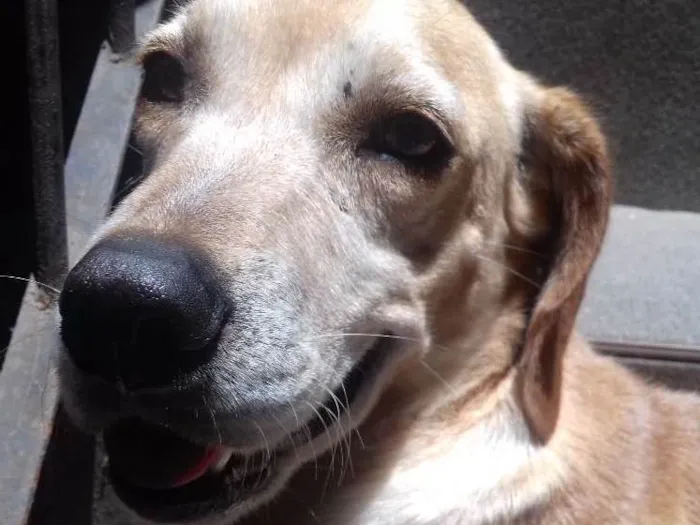 Cachorro ra a Cruza com Labrador idade 5 anos nome Bob