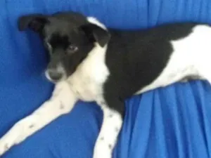 Cachorro raça SRD idade 7 a 11 meses nome Oliver