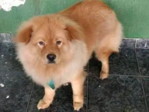 Cachorro raça Chow chow com golden  idade 1 ano nome Bob