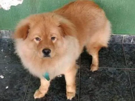 Cachorro ra a Chow chow com golden  idade 1 ano nome Bob