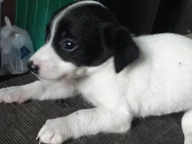 Cachorro ra a Vira lata idade 2 a 6 meses nome Sem nome