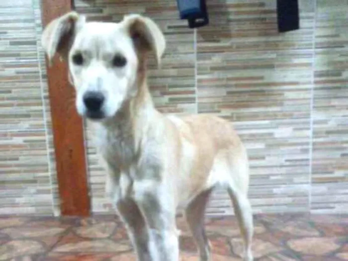 Cachorro raça Não identificada idade 7 a 11 meses nome Elza