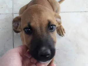 Cachorro raça Vira lata idade 1 ano nome Thor