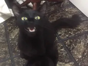 Gato raça Vira lata idade 2 anos nome Regina George