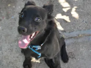 Cachorro raça sem raça idade 7 a 11 meses nome Amora