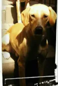 Marley