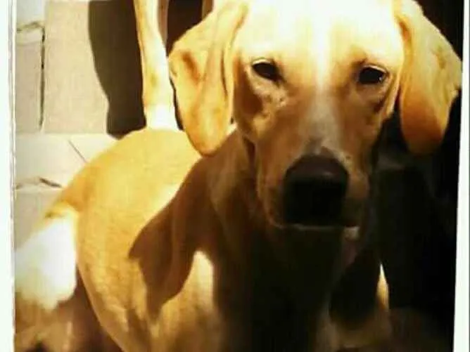 Cachorro ra a Cruza com Labrador  idade 5 anos nome Marley