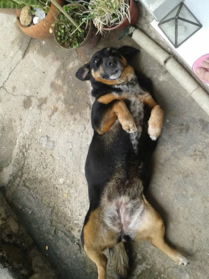 Cachorro ra a SRD  idade 6 ou mais anos nome Laika