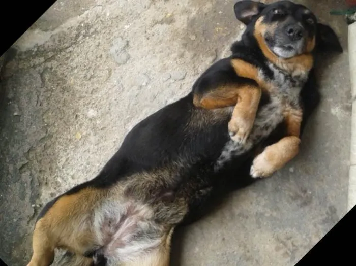 Cachorro ra a SRD  idade 6 ou mais anos nome Laika