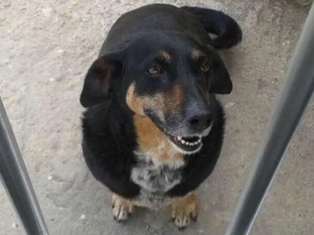 Cachorro ra a SRD  idade 6 ou mais anos nome Laika