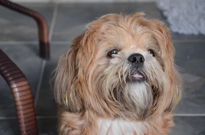 Cachorro ra a Shitzu idade 2 anos nome Guga