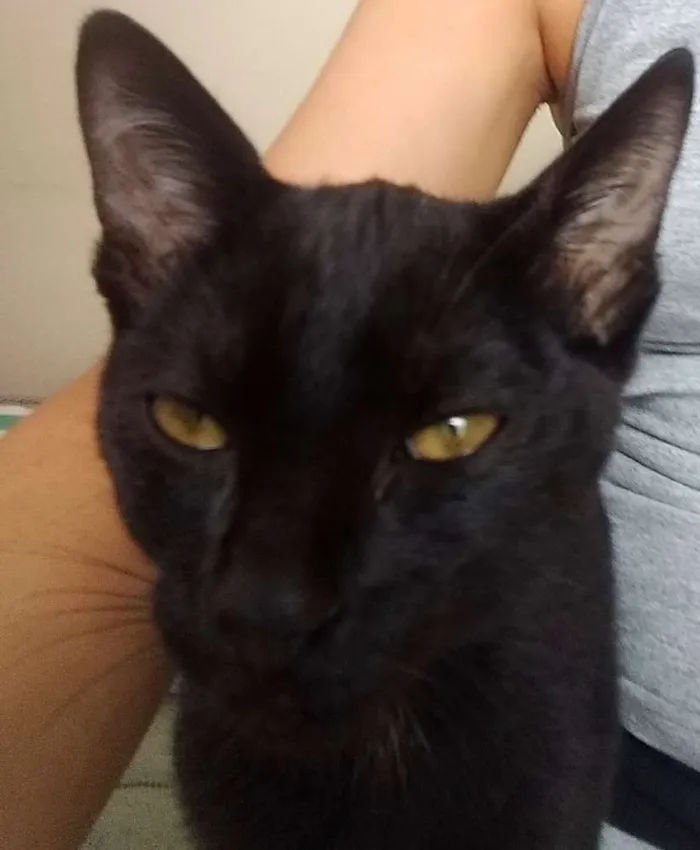 Gato ra a Gato idade 2 a 6 meses nome Princesa